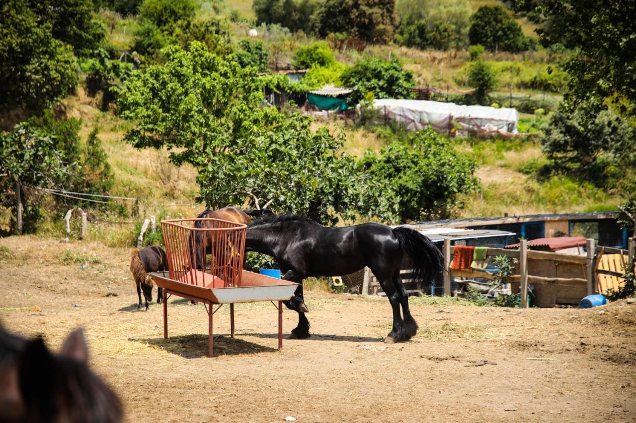 Mavi At Hotel Blue Horse Gumusdere Екстер'єр фото
