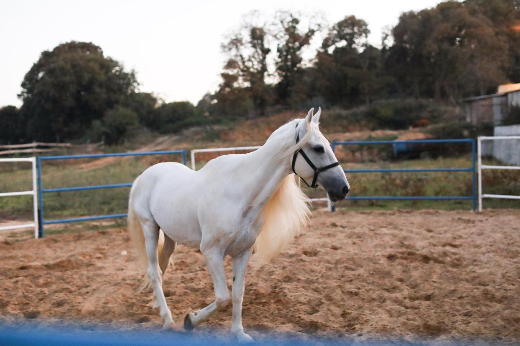 Mavi At Hotel Blue Horse Gumusdere Екстер'єр фото